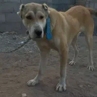 ماده ۷ماهه الابای سگ|سگ|مشهد, گوهرشاد|دیوار