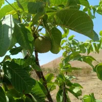 فروش باغ در دستجرد