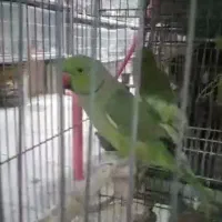 طوطی ملنگو|پرنده|کرمان, |دیوار