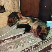 ژرمن نر کینگ جفت بیضه|سگ|شیراز, محمدیه|دیوار