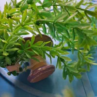 لوازم آکواریوم|ماهی|تهران, جوادیه تهرانپارس|دیوار