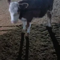 فروش فوری گوساله ماده زیربر