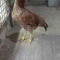 دوعدد مرغ لاری اصیل ونسل دار