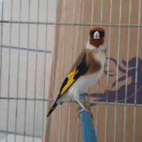 سهره طلسم دار سه ساله جفتی