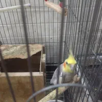 طوطی عروس|پرنده|اردکان, |دیوار