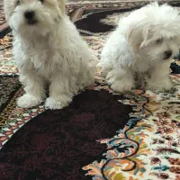 حیوان خانگی سگ|سگ|بم, |دیوار