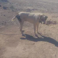 سگ گلگی|سگ|قائن, |دیوار