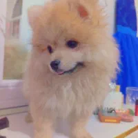 پامر و شی واوا