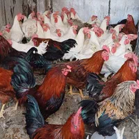 خروس برای قربانی آدرس بفرست ذبح دربه منزل رایگان