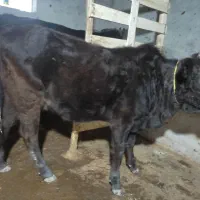 لیشه  چالوسی اصیل