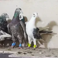 کفتر یا کبوتر پلاکی