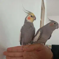 عروس هلندی تخمگذار و سخنگو