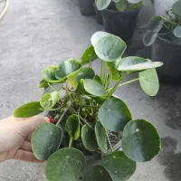 گل پول چینی