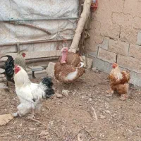 خروس و بوقلمون