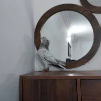 کبوتر سار نر جنگی به شرط تیرشو بازی|پرنده|مشهد, شهید معقول|دیوار