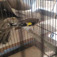 دو  عدد سهره نرو ماده ماده شکار امسال ونر جوجه قفس