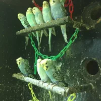 مرغ عشق پروانه ای و رنگین کمانی خاص و عروس هلندی