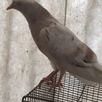 جوجه کفتر.سرور