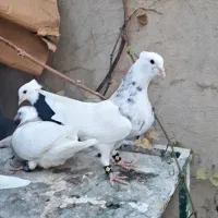 فروش چند جفت طوقی جوانه