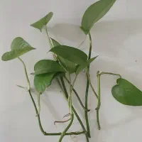 پتوس