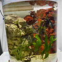 اکواریوم نیم دایره پلنت طبیعی