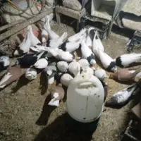 کفتر|پرنده|راور, |دیوار