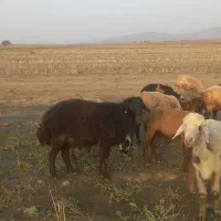 قوچ ژندار همو اصل