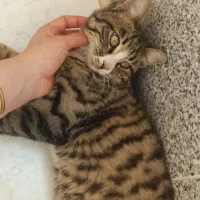 واگذاری گربه