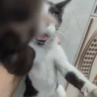 واگذازی گربه نر