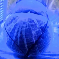 پدیکور خشک و پاکسازی صورت بانوان|خدمات آرایشگری و زیبایی|رشت, معلم|دیوار