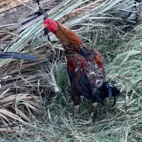 مرغ فروشی فوری