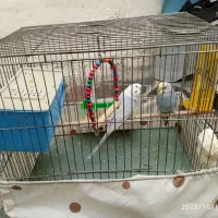 یک جفت مرغ عشق|پرنده|ری, عباس‌آباد|دیوار