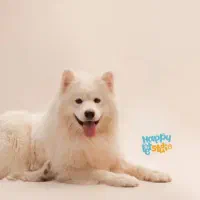 واگذاری سگ فقط جهت جفت گیری