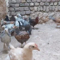 جوجه های خوب وتک واکسن خورده