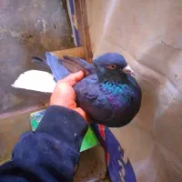 نرماده زاغ دمسفید|پرنده|کرمان, |دیوار