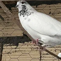 کبوتر پرشی|پرنده|اردکان, |دیوار
