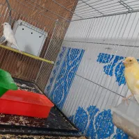 قناری مولد روی تخم