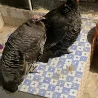 بوقلمون ماده فروشی