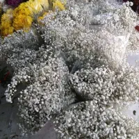 گل روز مادر