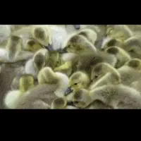 جوجه|پرنده|گتوند, |دیوار