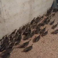 جوجه بوقلمون برنز انگلیس بیست روزه و ماده