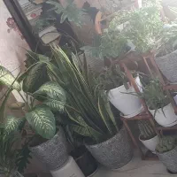 گلهای بسیار زیبا ۱۰۰ فروش فوری