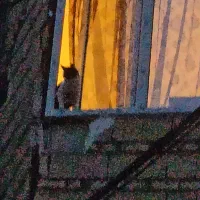 گربه گمشده محدوده یوسفیه نهضت چهل بازه الهیه