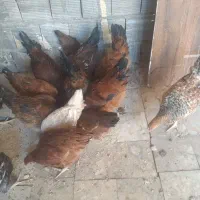 مرغ و خروس ۶ ماهه  دم تخم|حیوانات مزرعه|خمینی‌شهر, |دیوار