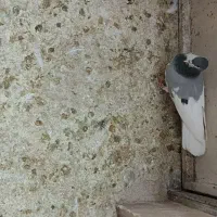 ماده سینه|پرنده|شیراز, دست خضر|دیوار