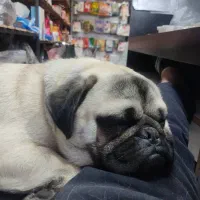 سگ نژاد پاگ نر و ماده|سگ|اندیشه, اندیشه فاز ۱|دیوار