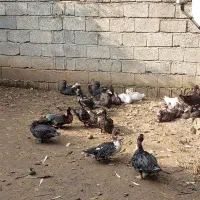 فروش اردک..