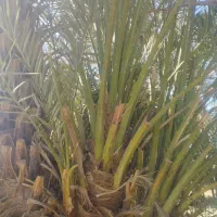 پاجوش‌مضافتی‌سالم‌ریشه‌دار