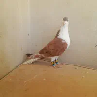 کفتر پشتی ساده کاکلی سار فری سوسکی|پرنده|مشهد, قائم|دیوار