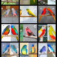 طوطی زیبا و کمیاب نئوفما